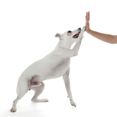 Obraz na płótnie Canvas Jack Russell Terrier pies piątkę z kobiet strony na białym tle