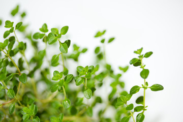 Thyme