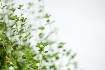 Thyme