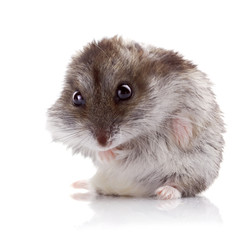 Gray hamster