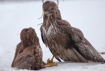 Buzzard fight