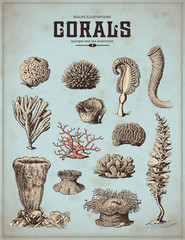 illustrations de la vie marine : coraux, éponges et anémones de mer (1)