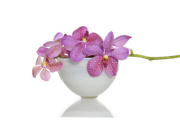 Orchid in a white bowl pink