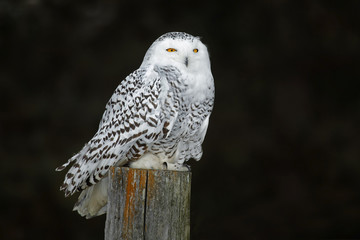 Snowy Owl