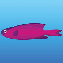 Pink and purple hooded wrasse fish