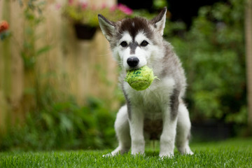 Husky Puppy