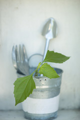Gardening tools on zinc bucket and green leaves