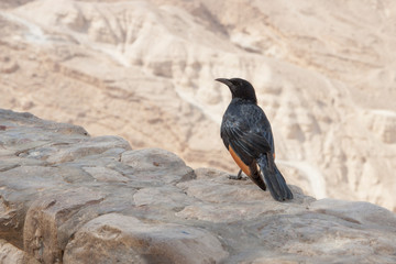 Male Tristram's Starling
