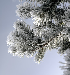 Snow covered pine branch