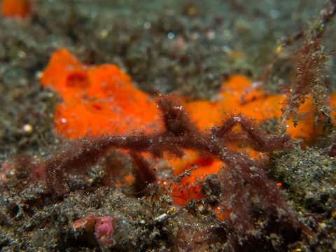 Orangutan Crab