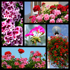 Five mosaic photos of geranium