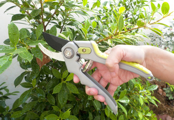 Hands are cut bush clippers
