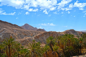 Fototapeta na wymiar Spektakularne Mides Canyon i zielone palmy - Tunezja, Afryka