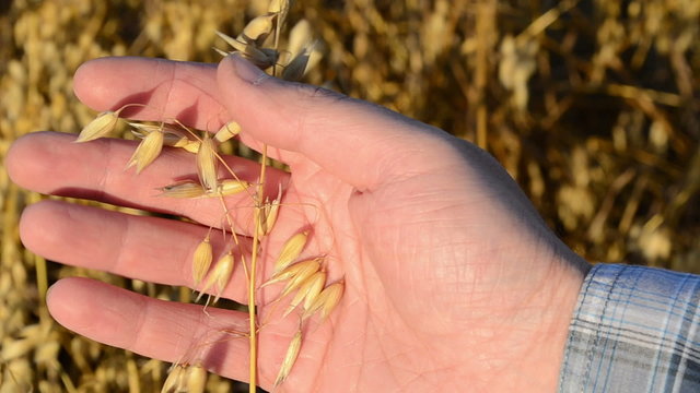 closeup farmer hand check take oat ear agricultural field