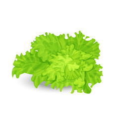 Green salad - 48816491