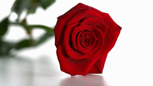 Red rose falling and boucing