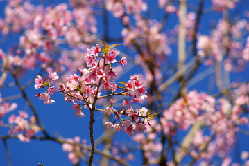 Wild Himalayan Cherry