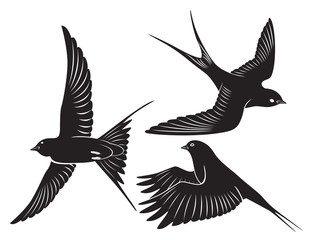 Fototapeta na wymiar bird swallow