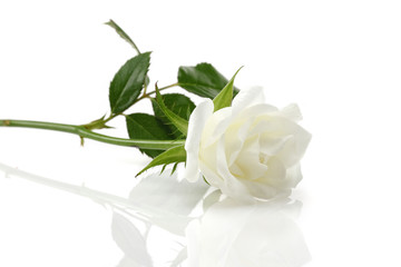 Fototapeta premium White Rose