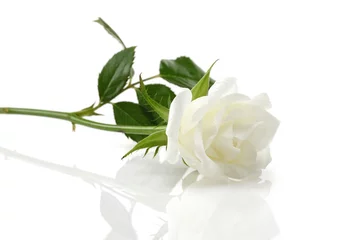 Papier Peint photo Lavable Roses rose blanche