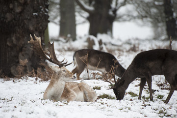 Beautiful image of Fallow Deer in snow Winter landscape