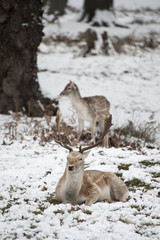 Beautiful image of Fallow Deer in snow Winter landscape
