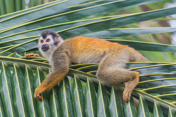 Relaxing squirrel monkey