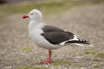 Dolphin Gull