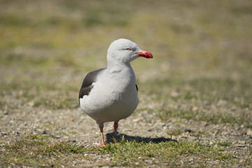 Dolphin Gull