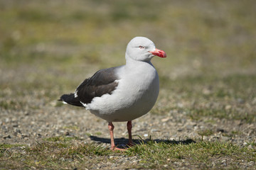 Dolphin Gull