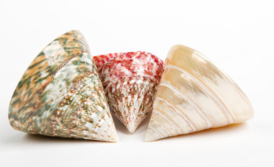 colorful sea shells isolated