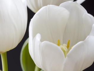 Close up image of white tulips