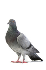 Obraz premium gray dove