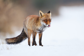 red fox in the snow