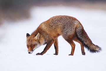 red fox in the snow