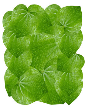 green leaves
