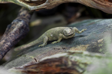Reptile