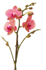 Naklejka na ściany i meble czerwone kwiaty orchidei