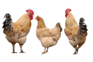 cocks and poultry chicken isolated