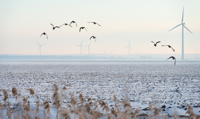 Ducks flying over a snowy countryside