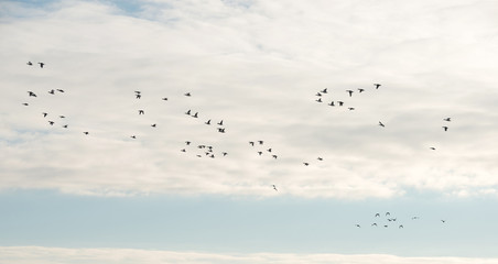Ducks flying in winter