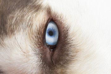 Staring Siberian Husky. Blue Eye.