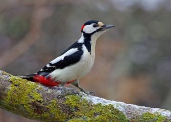 Great woodpecker on a tree