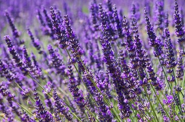 Lavendel - lavender 93