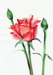 Obraz premium Red rose with buds