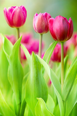 colorful tulips for adv or others purpose use