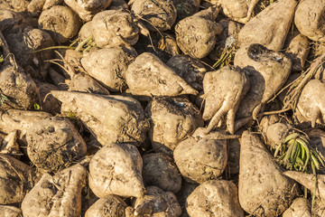 acres with sugar beets after harvest