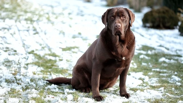 chocolate labrador