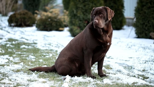 chocolate labrador