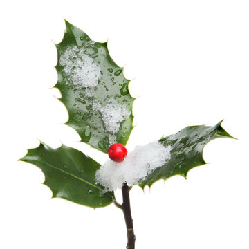 Holly Snow Images – Browse 129,136 Stock Photos, Vectors, and Video
